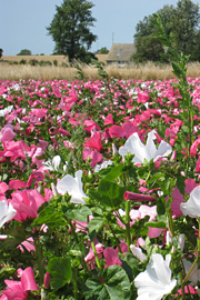 Frømark med blomster