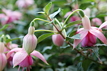 Fuchsiablomster kan spises