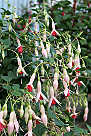 Rigtblomstrende fuchsia