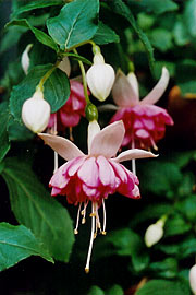 Fuchsia