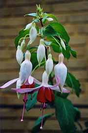 Fuchsia