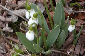 Galanthus elwesii