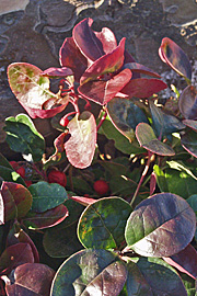 Gaultheria procumbens