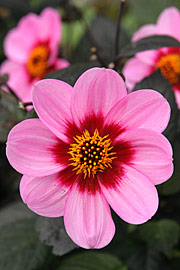 Anemoneblomstrende dahlia