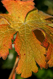 geranium