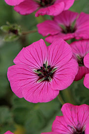 Geranium cinerium