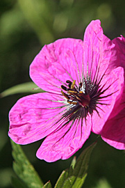 Armensk storkenæb, Geranium psilostemon.