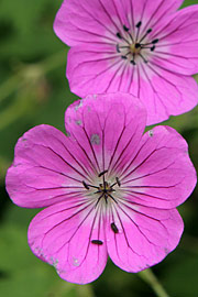 Geranium wallichianum