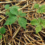 Gensingplante enårig