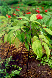Gensingplante, treårig med røde bær