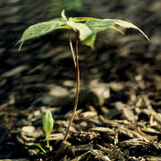 Gensingplante toårig