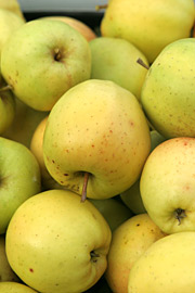 Golden Delicious skal plukkes i oktober.