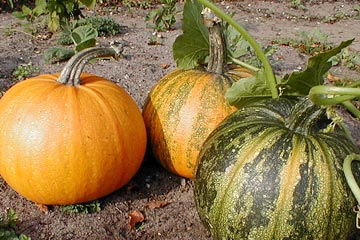 Pumpkins