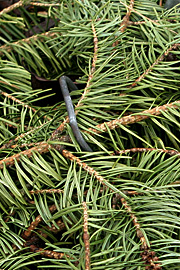 Grangrene i vinterdække skal sikres med f.eks. en bukket jerntråd, så de ikke blæser væk.