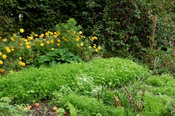 Grøngødning og tagetes