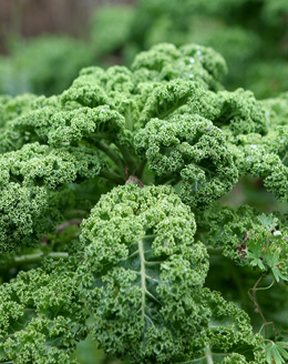 Gr&oslash;nk&aring;l