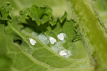 Mellus på bagsiden af blade af grønkål