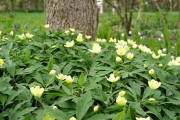 Svovlgul anemone