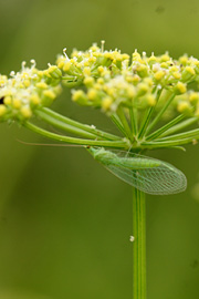 Guldøje på blomst af persille