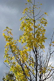 Træ med gule efterårsfarver.