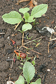 Når jorden bliver våd, er det lettere at se de små kimplanter.