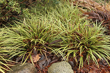 Gulstribet star, Carex morrowii ‘Aureo Variegata’.