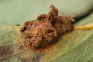 Gymnosporangium sabinae