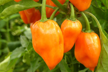 Habanero