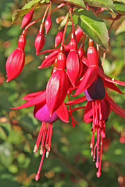 Hækfuchsia