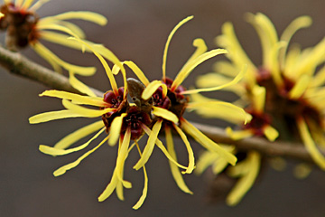 Troldnød i blomst i januar