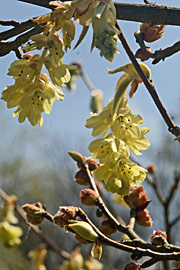 Hasselbror med de smukke lysegule blomsterklaser.