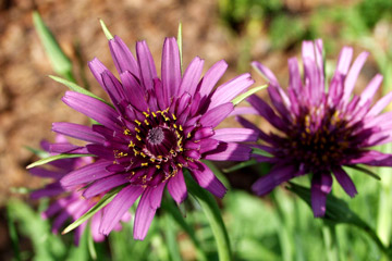 Havrerod i blomst