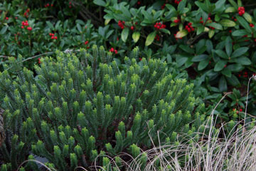 Hebe og skimmia