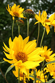 Helianthus atrorubens