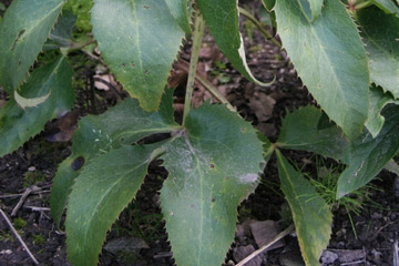 Den ukendte julerose er en Helleborus corsicus