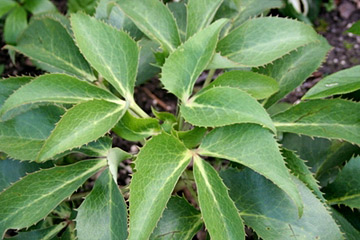 Helleborus corsicus har blade med stikkende spidser