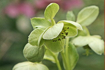 Helleborus corsicus har gulgrønne blomster.
