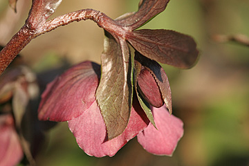 Frøformeret rød julerose, som blomstrer sent.