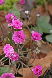 Hepatica nobilis i en fyldt pink udgave.