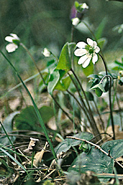 Hepatica nobilis var. Pyrenaica