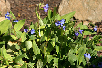 Pulmonaria angustifolia