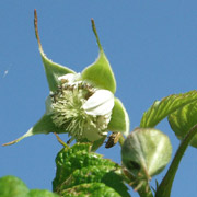 Hindbærbiller