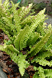 Asplenum scolopendrium ‘Undulatum’, kruset hjortetu