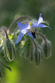 Hjulkrone