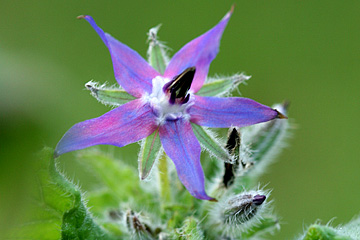 Hjulkrone i blomst i december