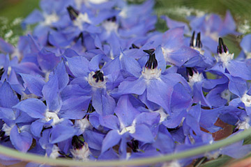 Spiselige blomster er også blå hjulkroneblomster