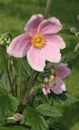 Høstanemone