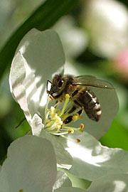 Honningbi
