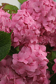 Hortensia