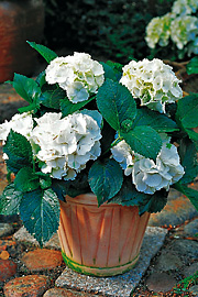 hortensia